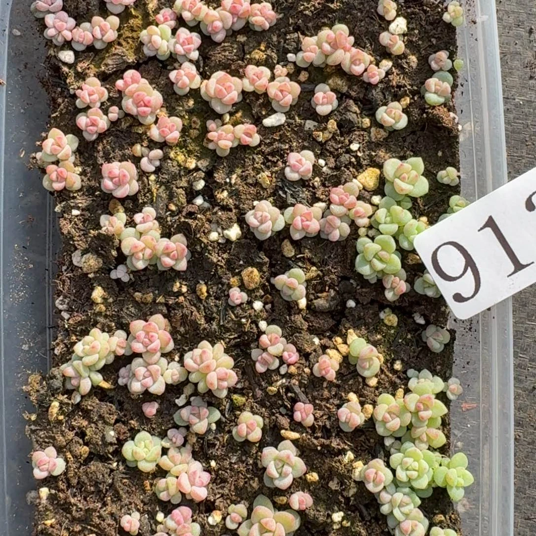 多肉植物多肉植物913