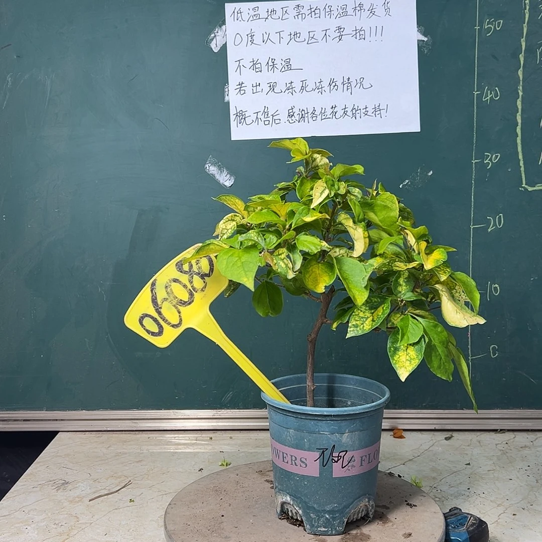 完全开放斑红樱06080