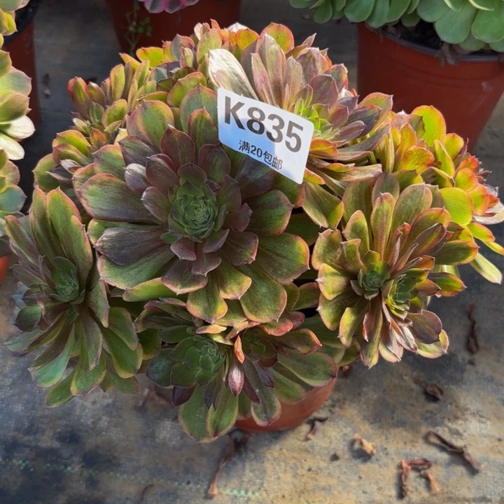 瑞妈。。。。。？？？835。斑斓，