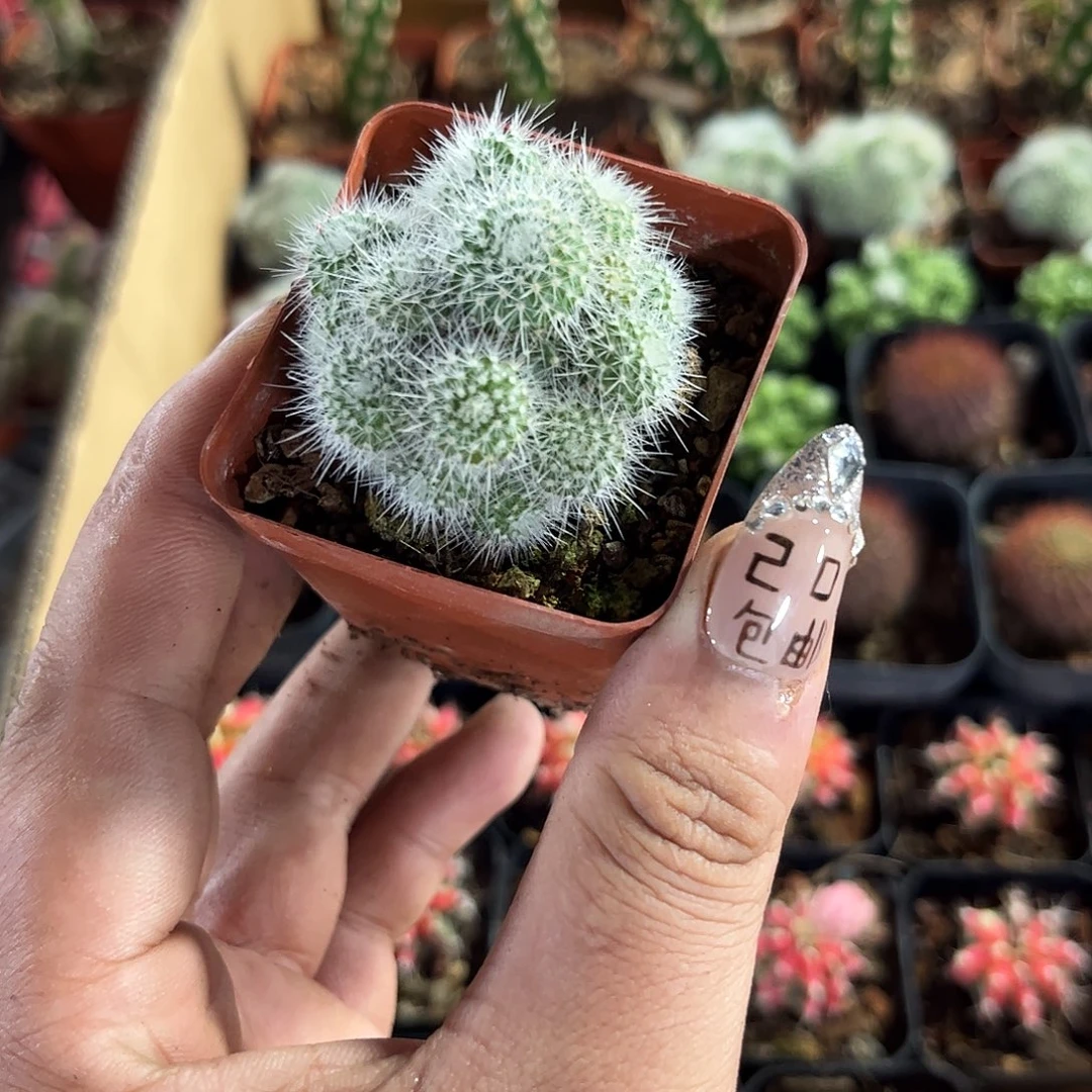 就这个死样子群生有根发货有根