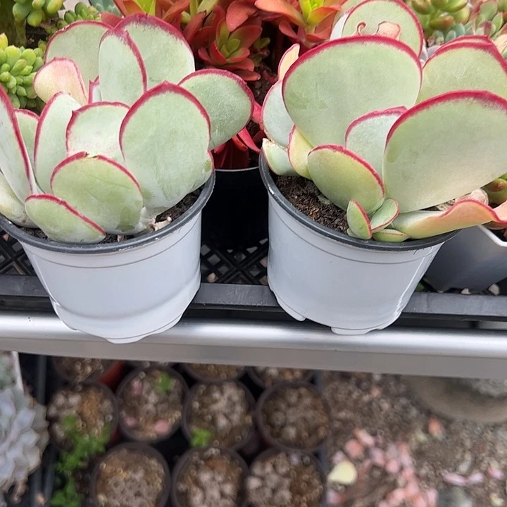 白眉群生多肉植物