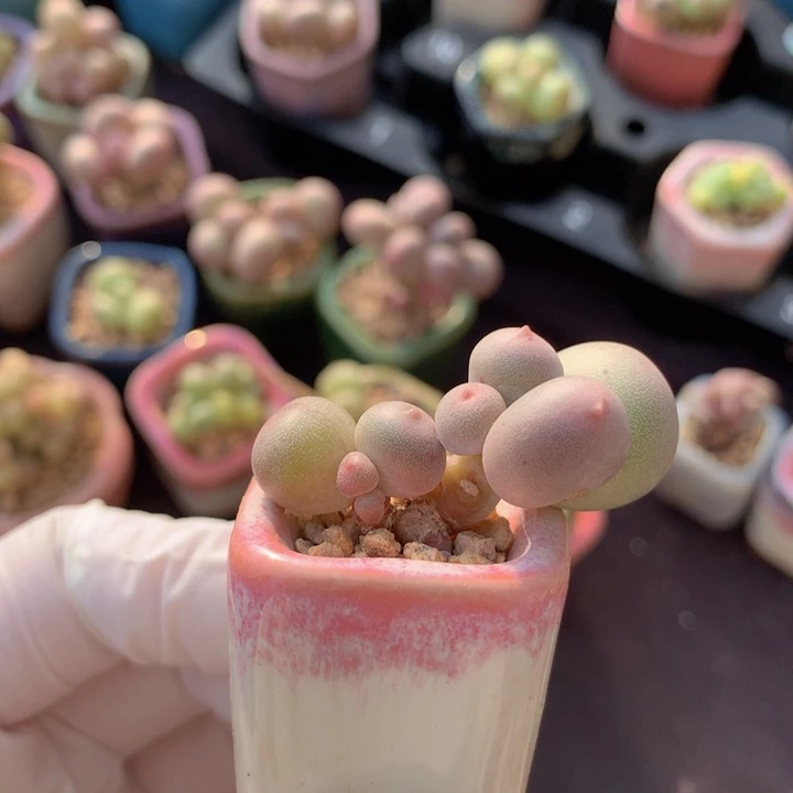 米可奶酪 双头 木质