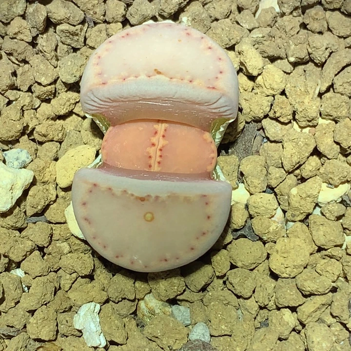 精品多肉植物精品粉饼干