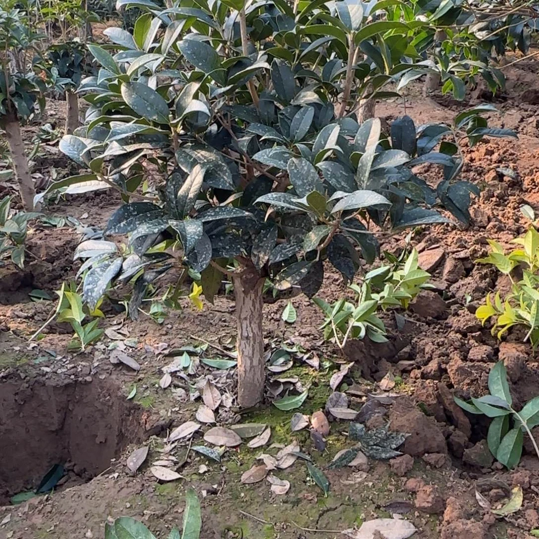 紫***轩无花朵桂花。八月桂系列