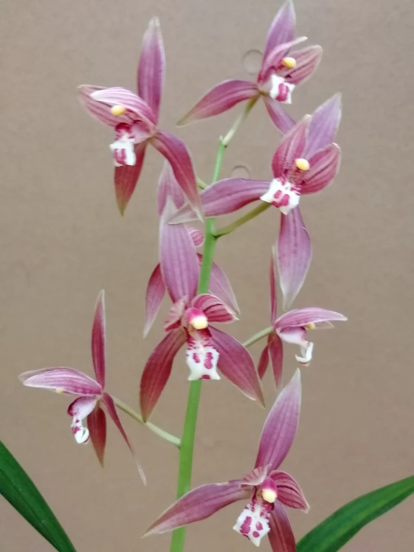 蕙兰春兰 花艺双全 好养易活【直播间一物一拍专用链接】