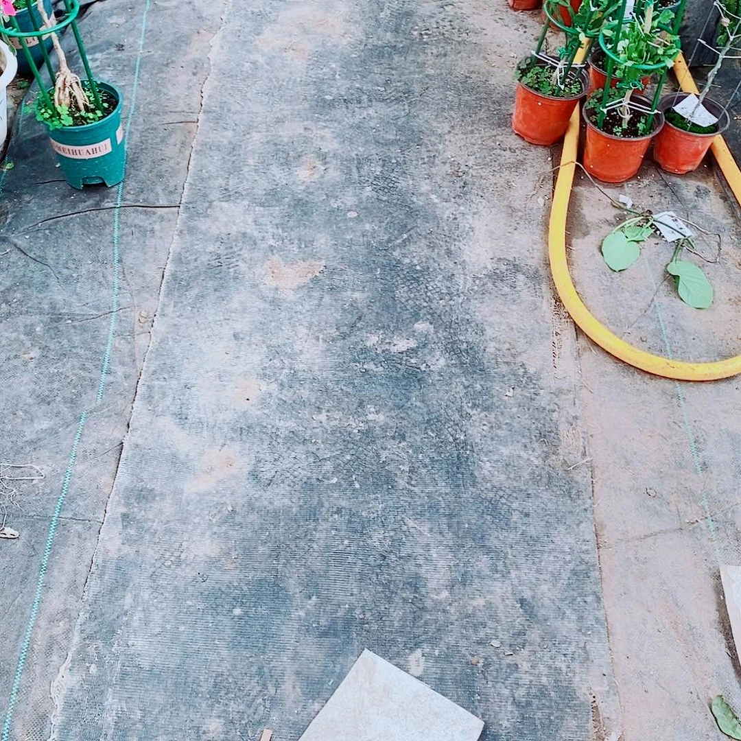 无花朵火龙果嫁接蟹爪兰福利拍一发二