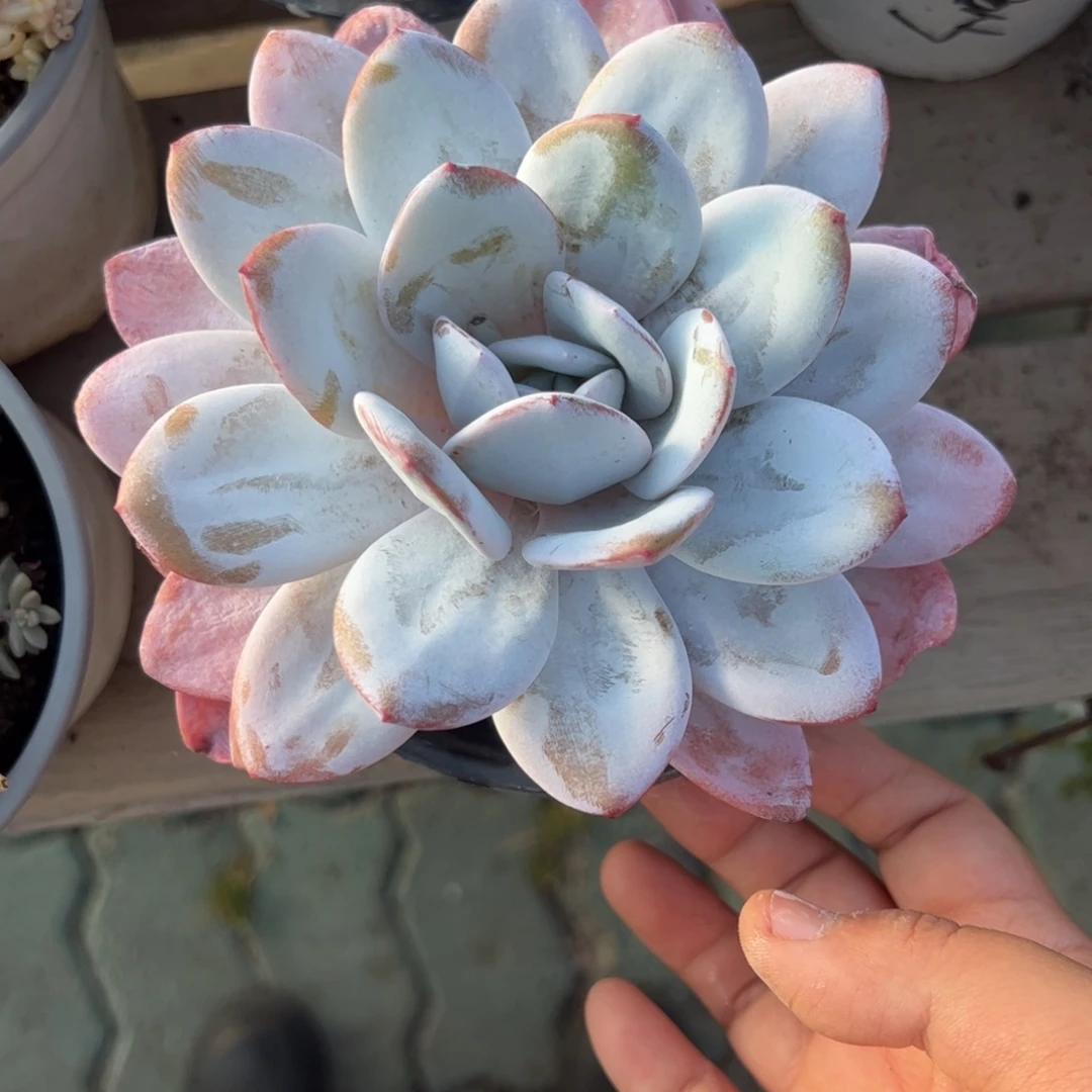 大单头雪莲多肉植物精品