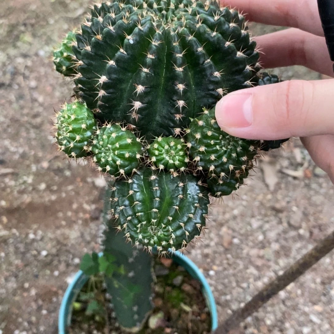 新品丽花红瞳绣谱母本一物一拍4