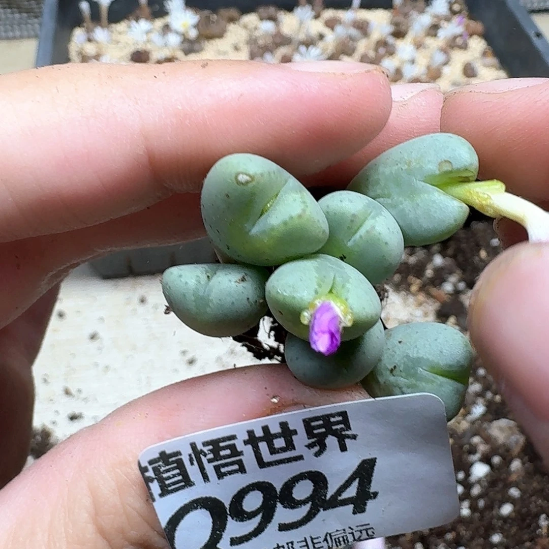 多肉植物的润泽额分gb