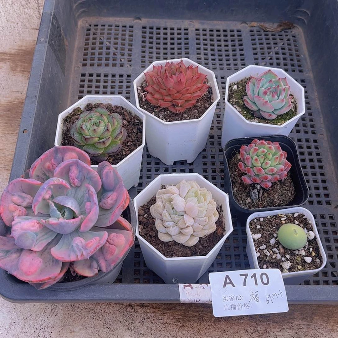 多肉710多肉植物