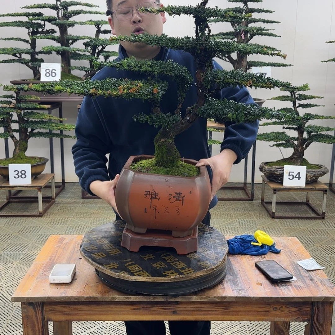 无花朵珍珠红芽罗汉松造型盆景