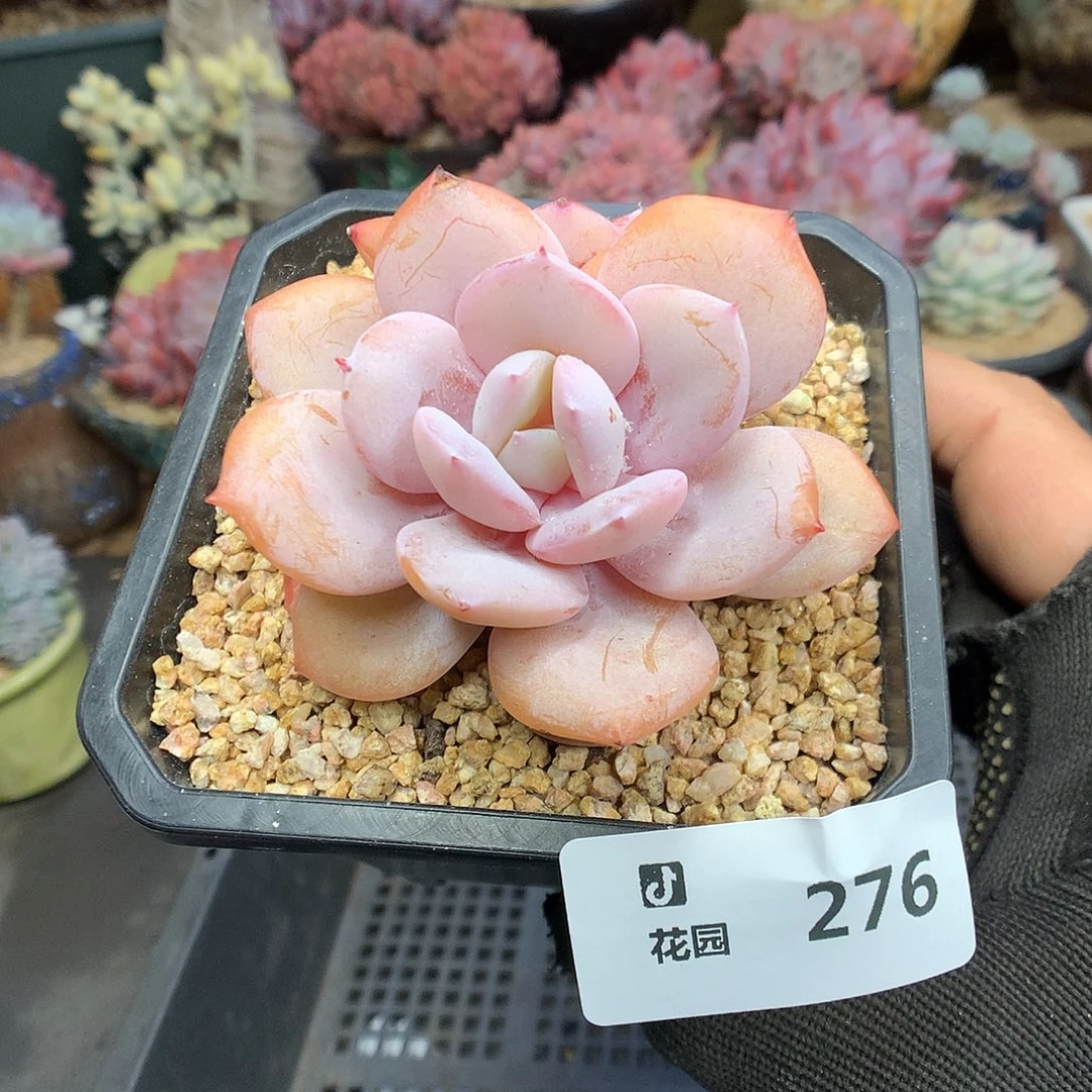 276奶茶多肉植物66666