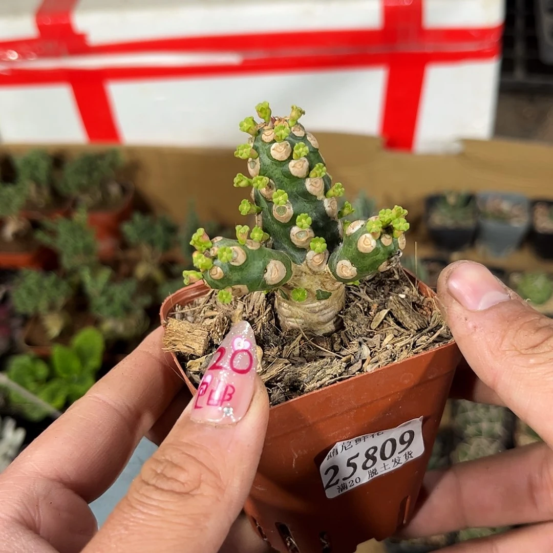 Z****™25809一物一拍单头发货