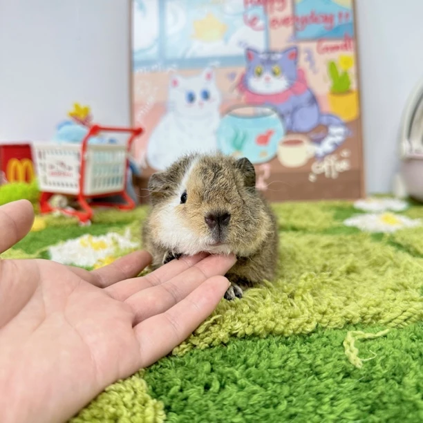 刀疤奶刺美泰弟弟豚鼠荷兰猪 顺丰包邮