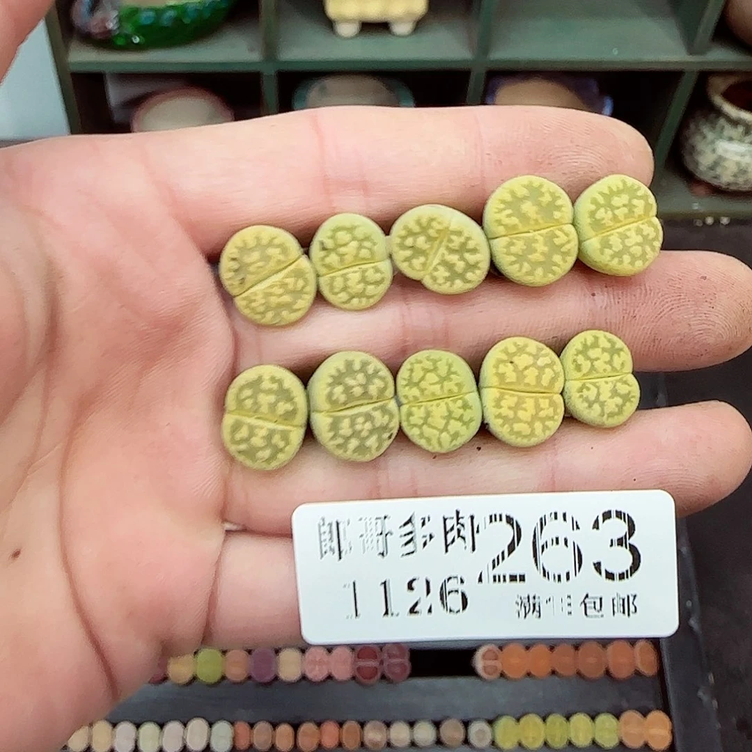 满满18包邮1126-263