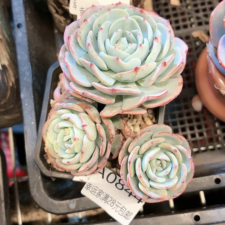 幸运的是我的朋友们