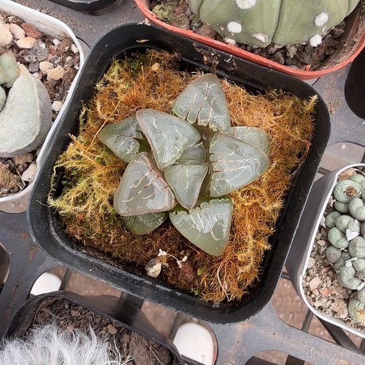 玉露带盆发7仙人球
