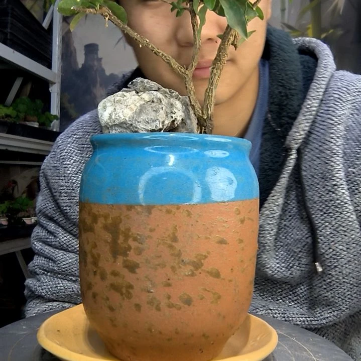 小****)中青园艺一物一拍8