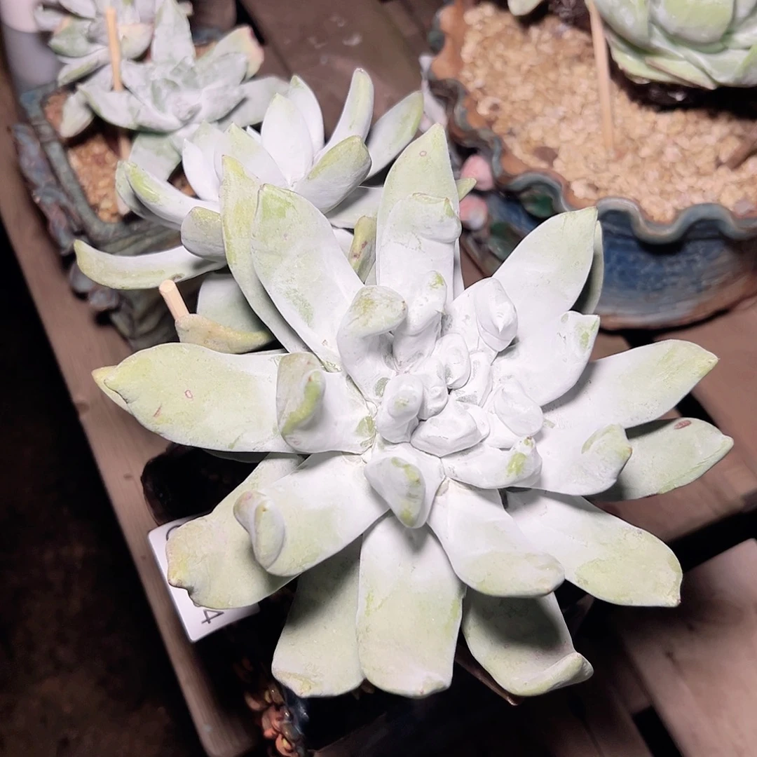 小鹿多肉一物一拍8804