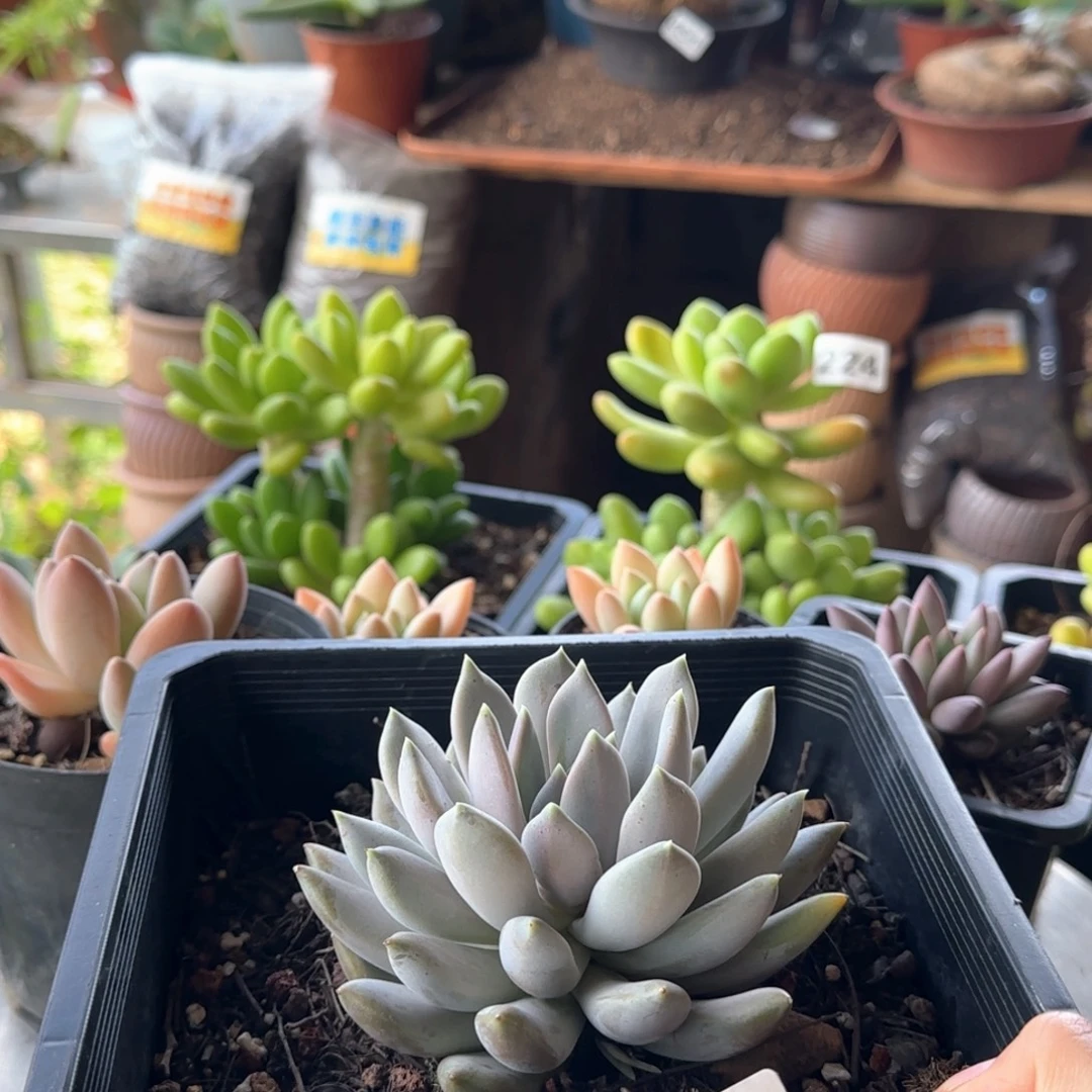 453号 一物一拍 一物一拍