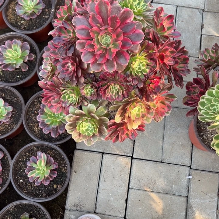 嫁接多肉植物怪怪
