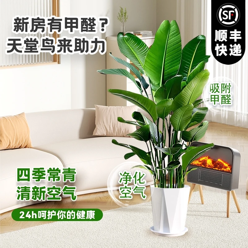 【顺丰京东快递 送货上门】1.4-1.6米老桩天堂鸟净化空气新手好养活