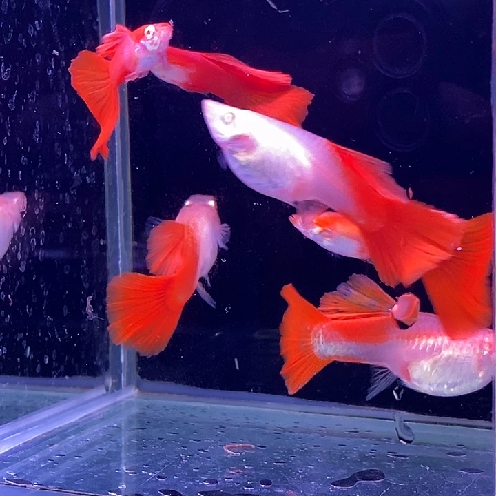 孔雀鱼血红血红玫瑰3对