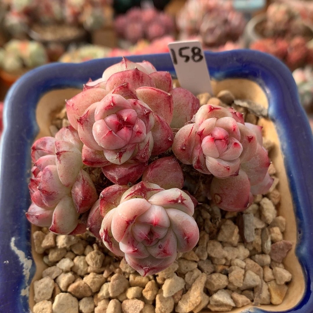 童***瞳佳人多肉一物一拍