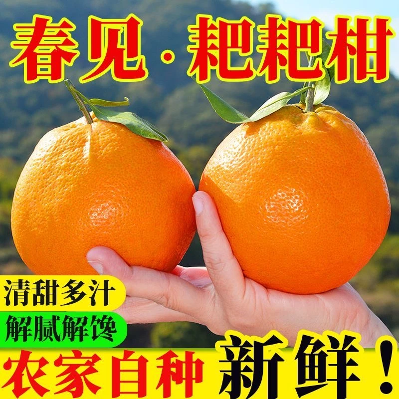 正宗四川春见耙耙柑当季新鲜水果鲜嫩香甜多汁产地直发ws