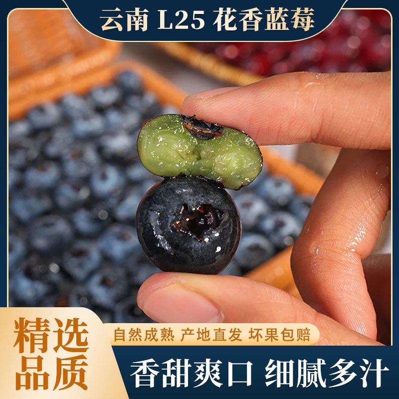 云南L25花香蓝莓新鲜当季水果原生态高山现摘蓝莓脆甜多汁2盒起
