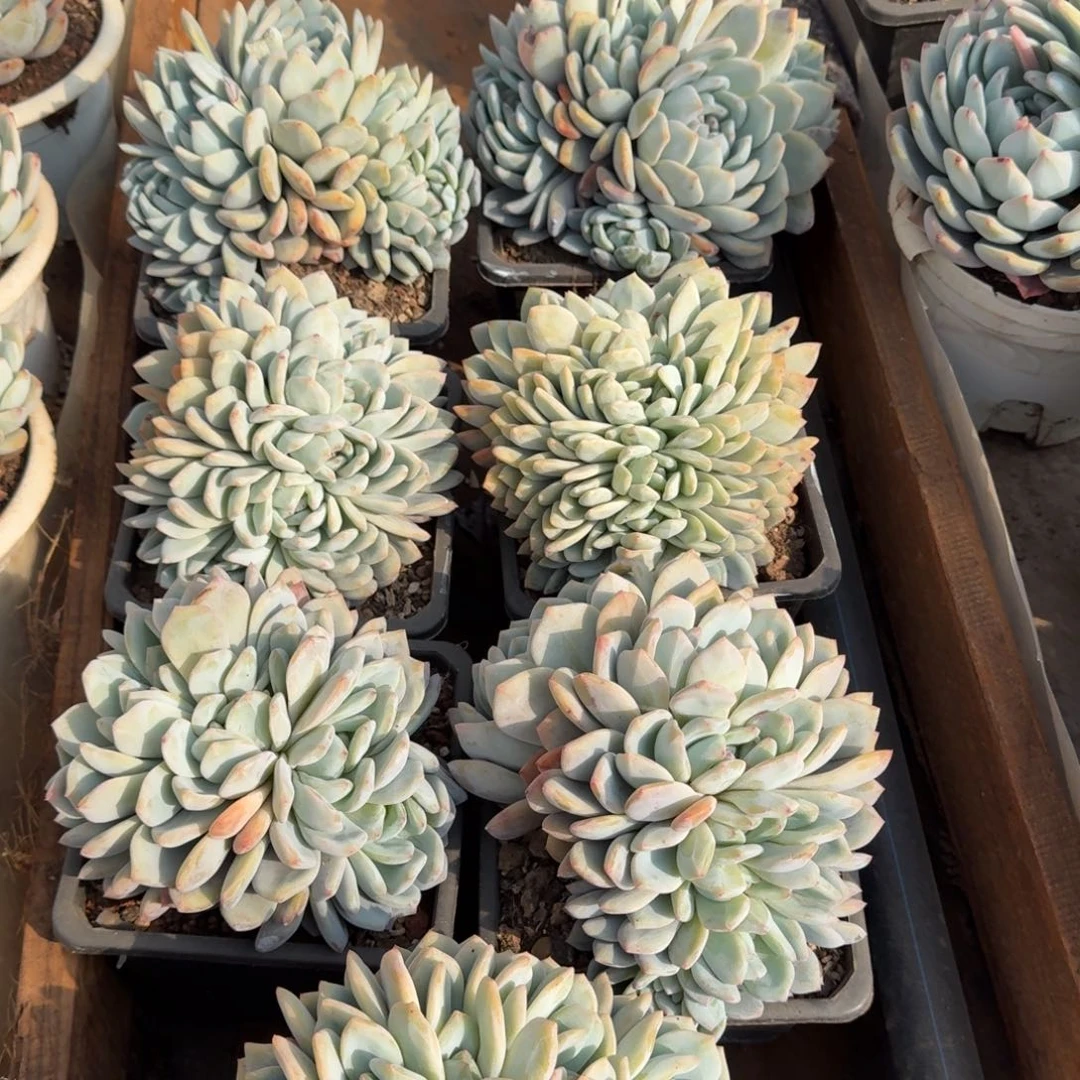 多头橙梦路140多肉植物