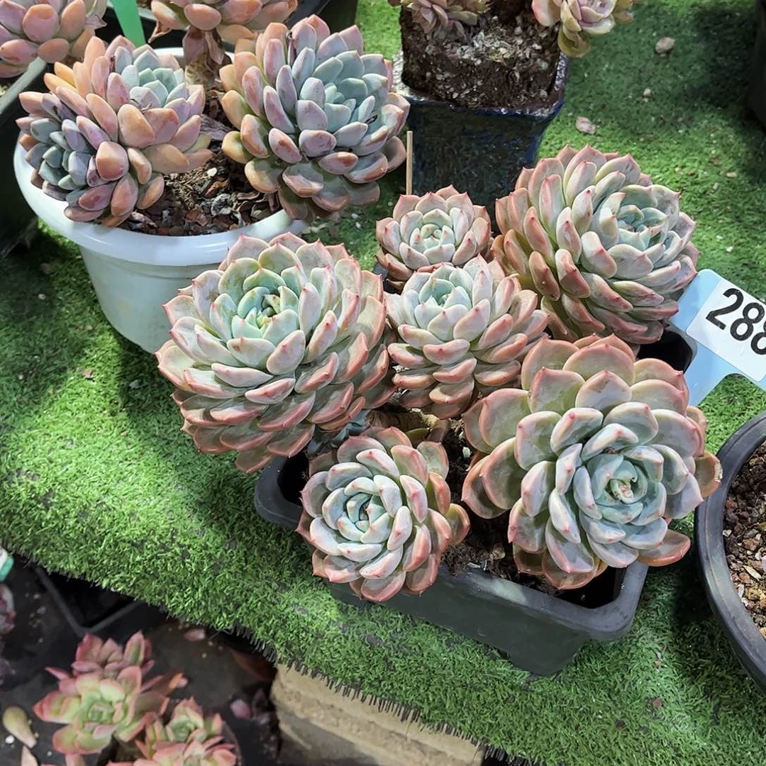*****红橙多肉植物保护288