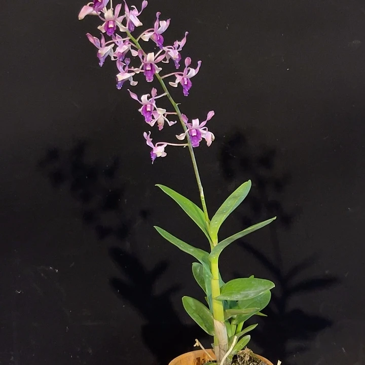 当前无花朵，栽培后可花朵原种羚羊543