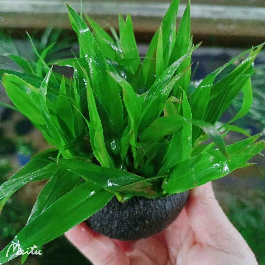 青竹大坨鱼缸水草植物增氧阴性淡水鱼草懒人坨草