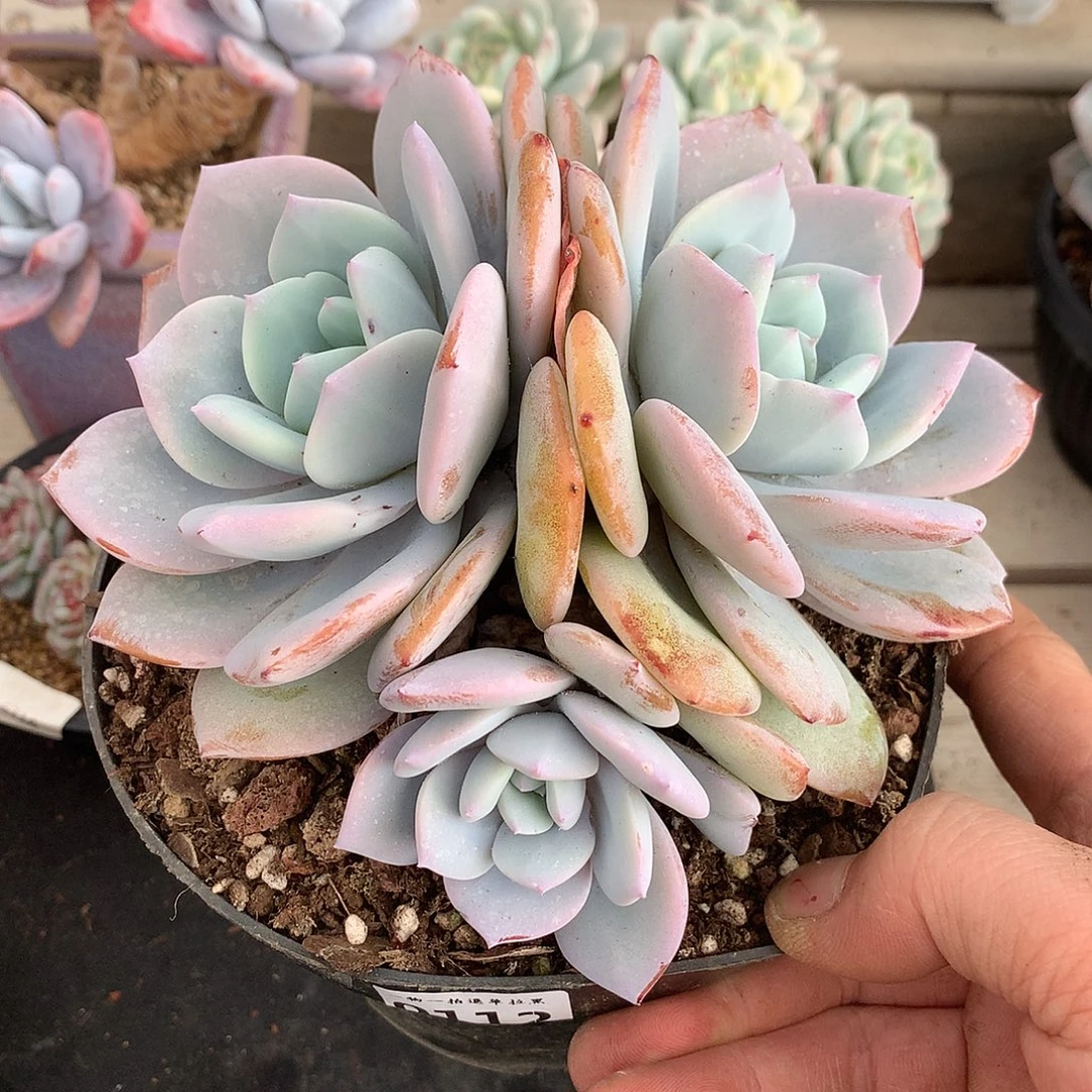 0112奶茶多肉一颗15.5厘米