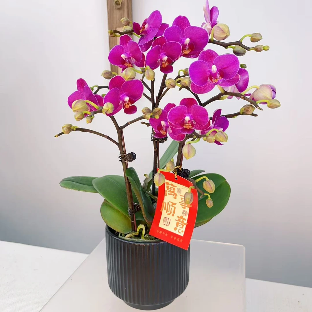 [小甜心01]精品蝴蝶兰室内花卉