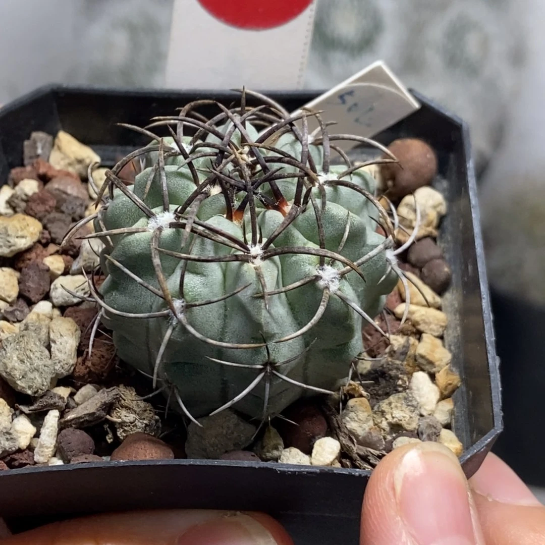 实生白肌素妆玉3.8cm