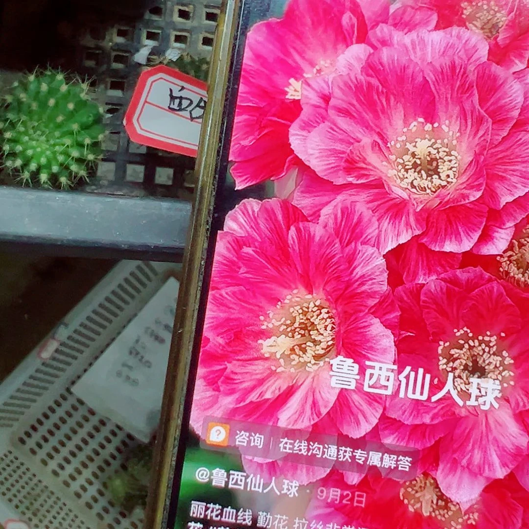 泇***园丽花 血线侧芽 满20米包邮