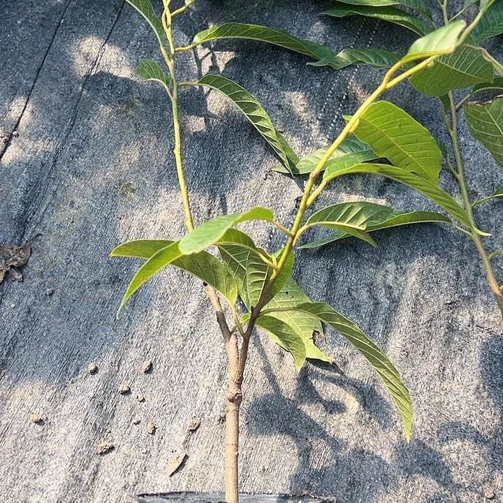 璇***歌天使2570084478996336