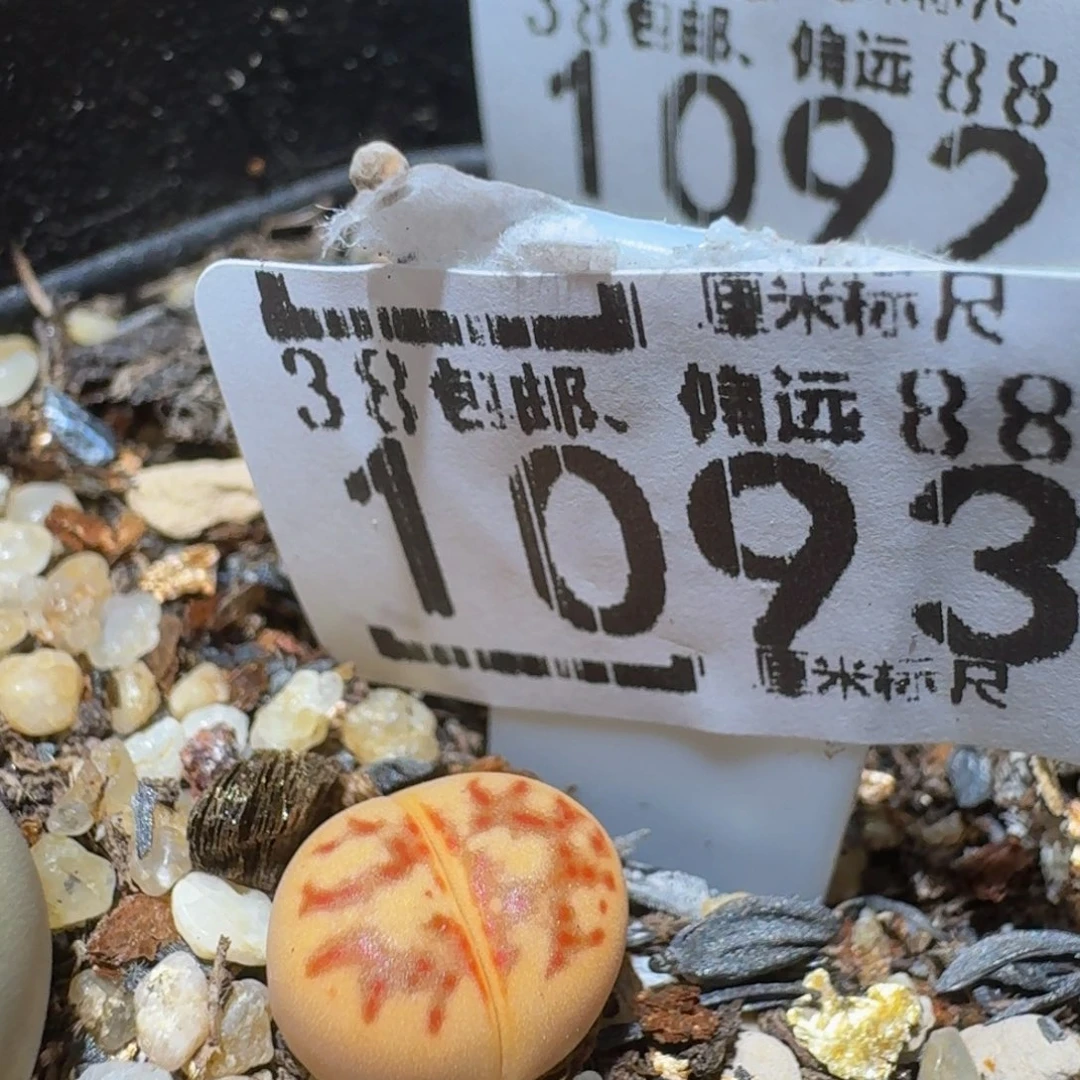 戴***3Ssss精品生石花1093
