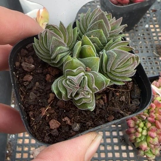 31方塔一物一拍多肉