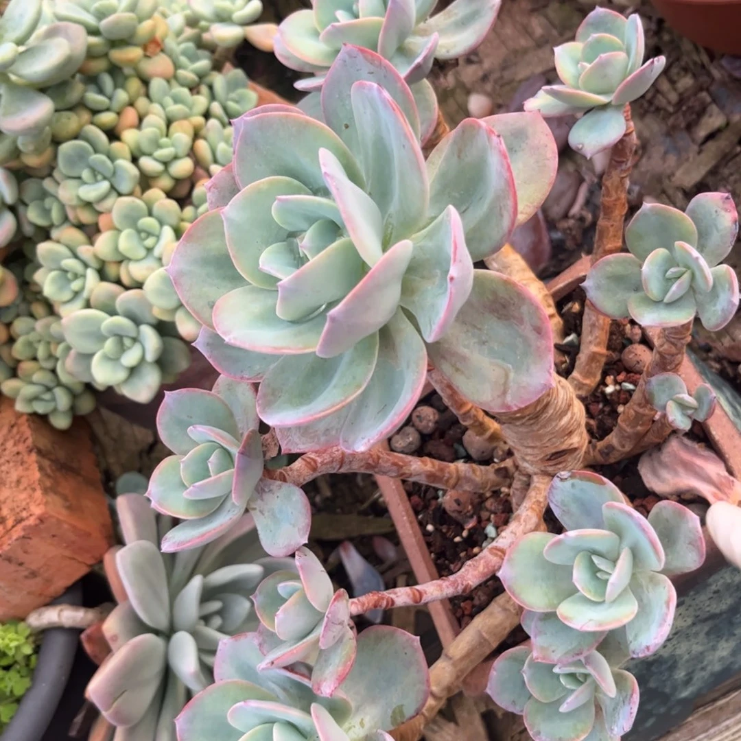 新疆西藏内蒙不包邮，白凤