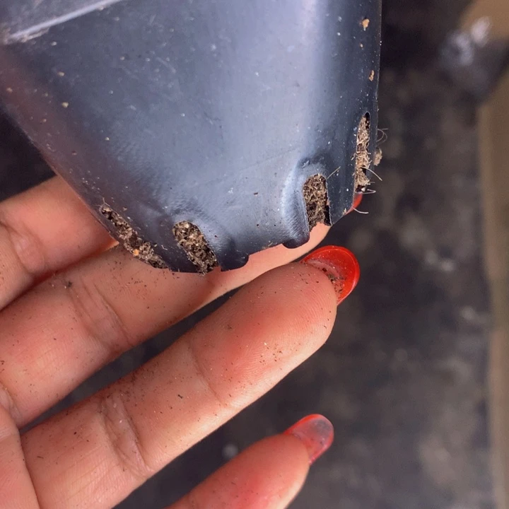樱桃4颗 彩虹奶4颗  包邮