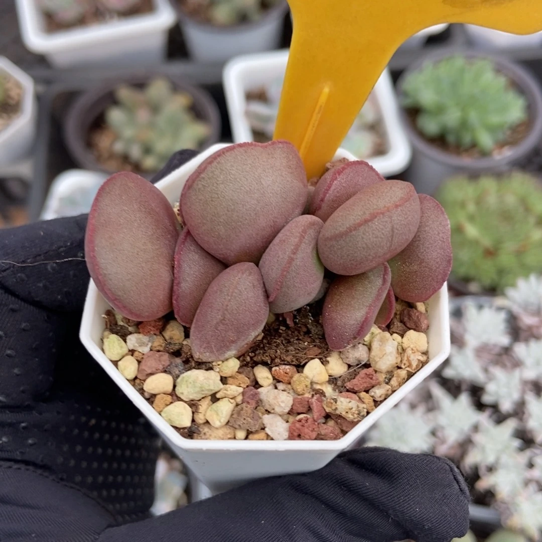 523红蛋多肉植物形态