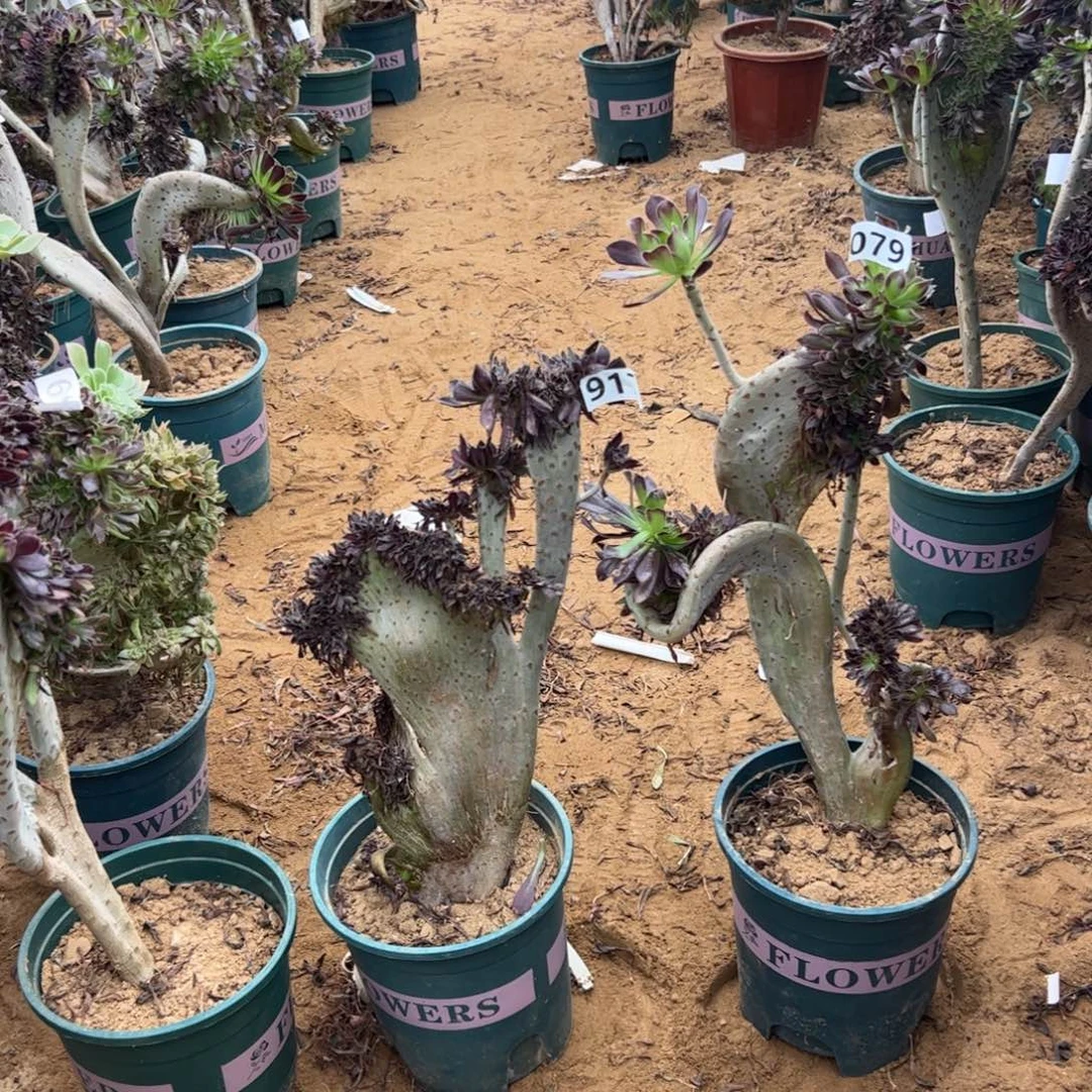 荷***花有伤两颗917.079黑缀