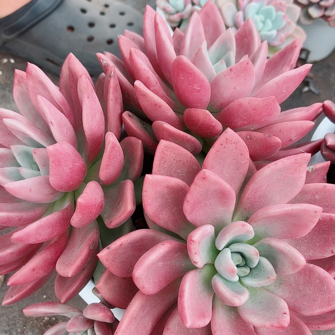 桃花源三大头起发整桩无砍