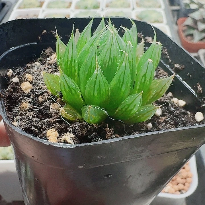 无花朵十二卷。 原始种。福利