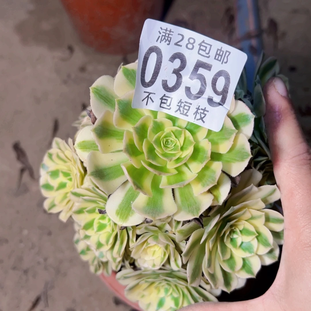 0359迈巴赫多肉植物法师