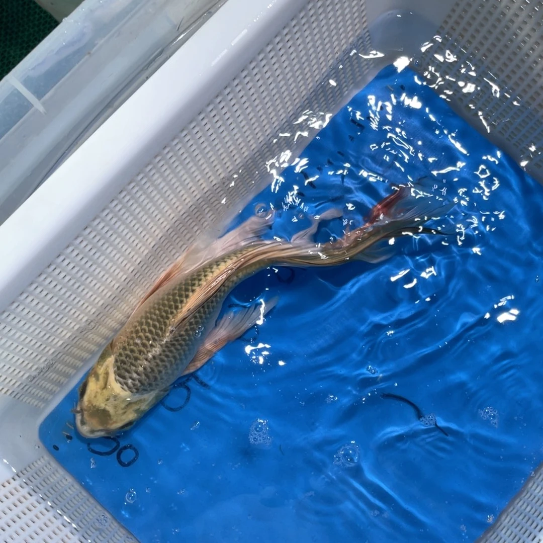 锦鲤锦鲤包邮包售后