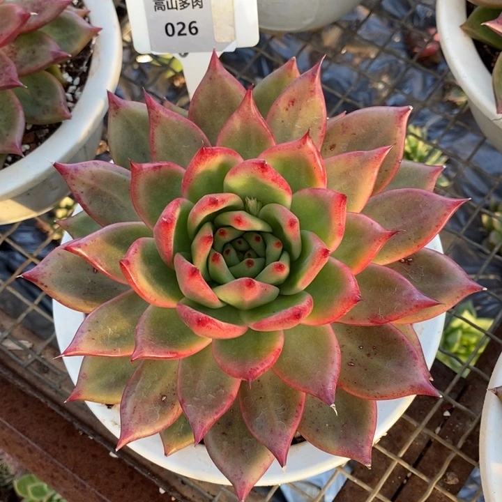 多肉福利-东云直播026